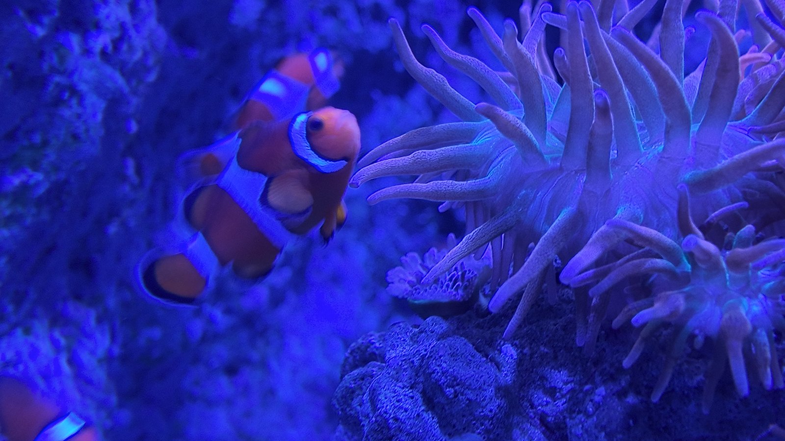 Made famous by ‘Finding Nemo,’ the clownfish (Ocellaris clownfish) is best known for living among sea anemones.