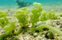 AMONG the rich seaweed resources of the country is the lato.
