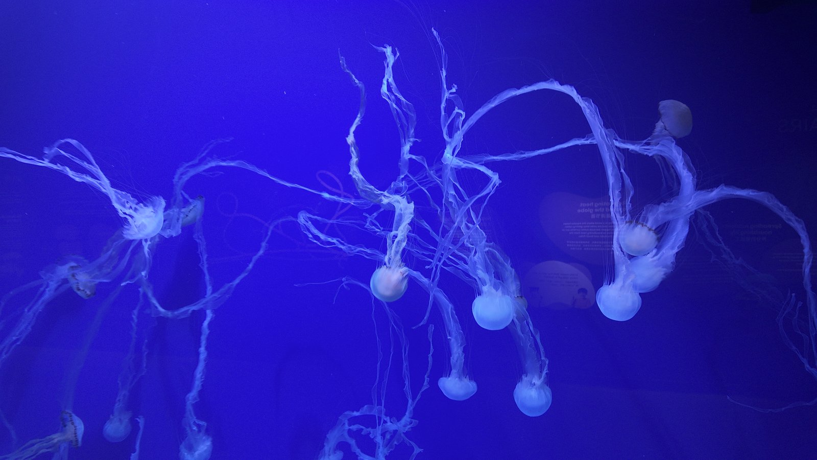 Nearly transparent and ethereal, the ‘elegant jellyfish’ drifts with ocean currents, demonstrating the beauty of one of the sea’s oldest creatures.