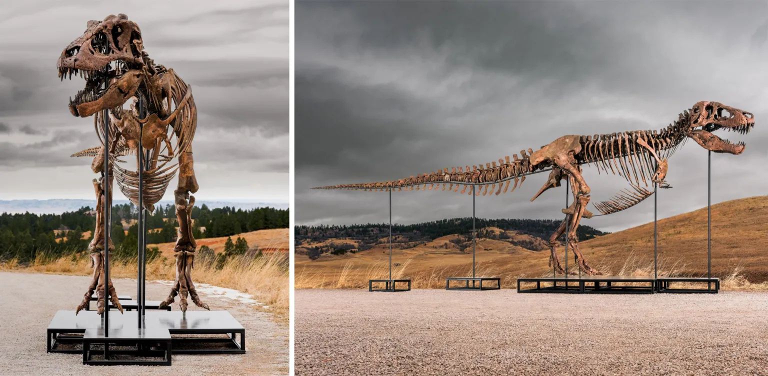 Dino auction stirs debate
