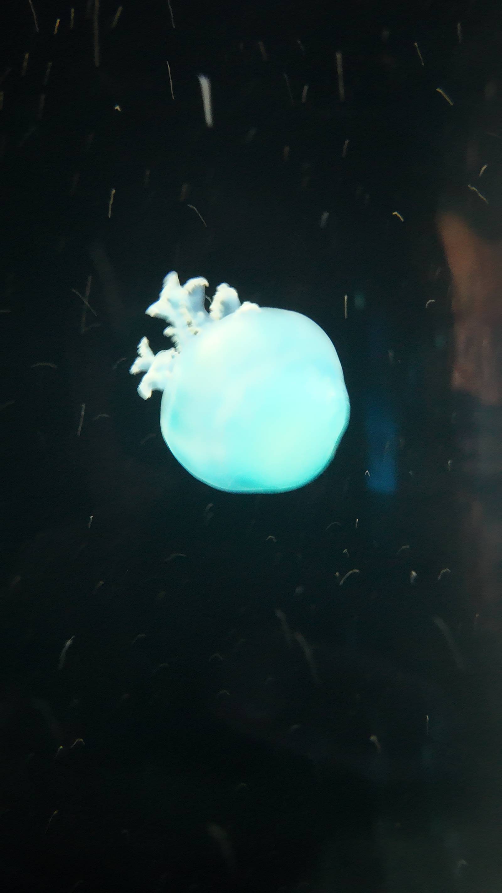 Cannonball jellyfish (Stomolophus meleagris). This species is commonly found in warm coastal waters.