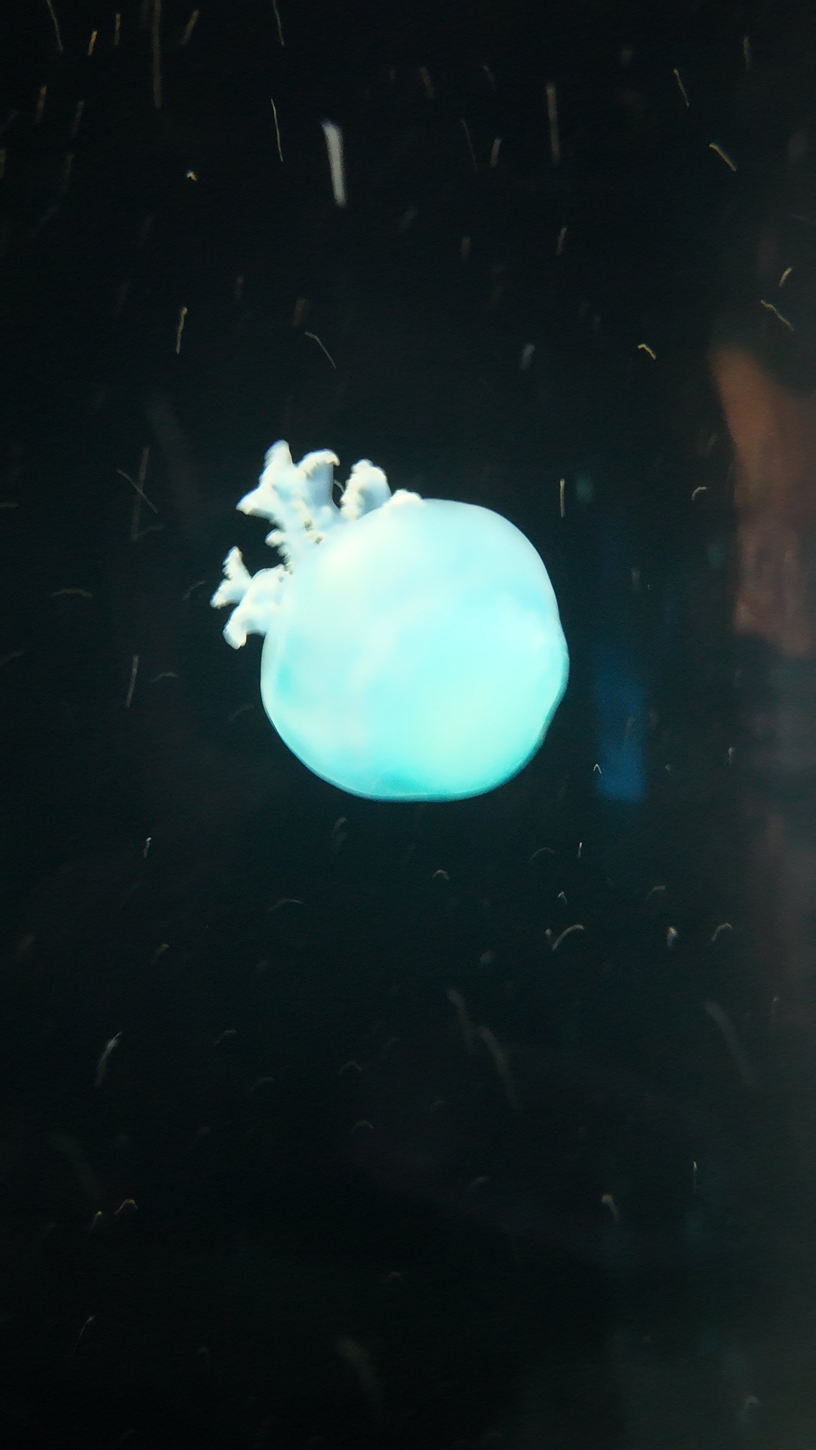 Cannonball jellyfish (Stomolophus meleagris). This species is commonly found in warm coastal waters.
