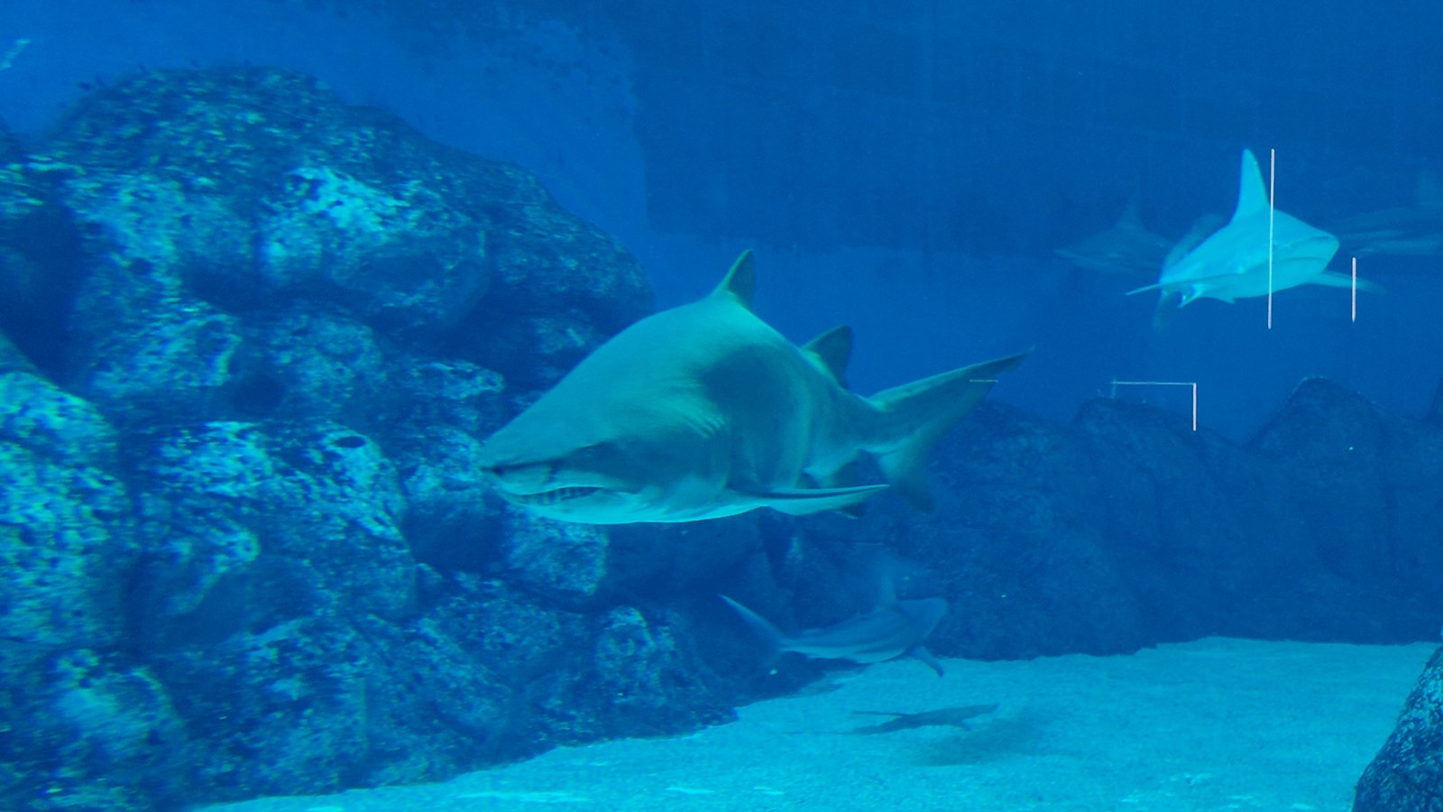 The sand tiger shark is generally slow-moving and is considered one of the ocean’s more docile shark species.