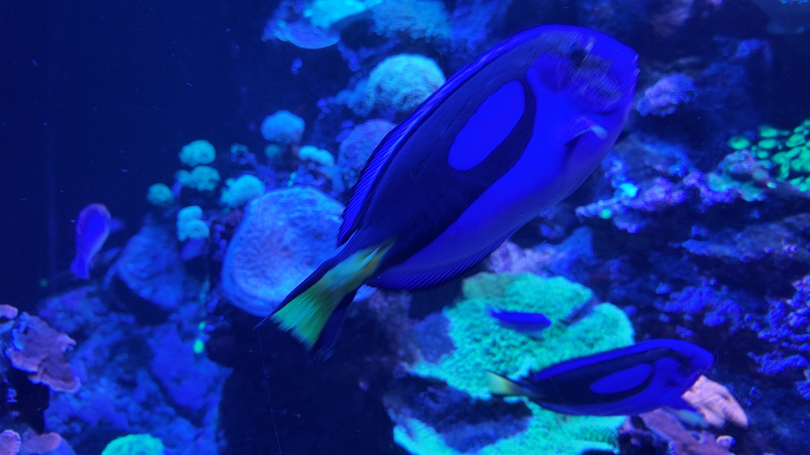 ‘BLUE Tang,’ also known as Dory to fans of the ‘Finding Nemo,’ helps keep coral reefs healthy by feeding on algae.