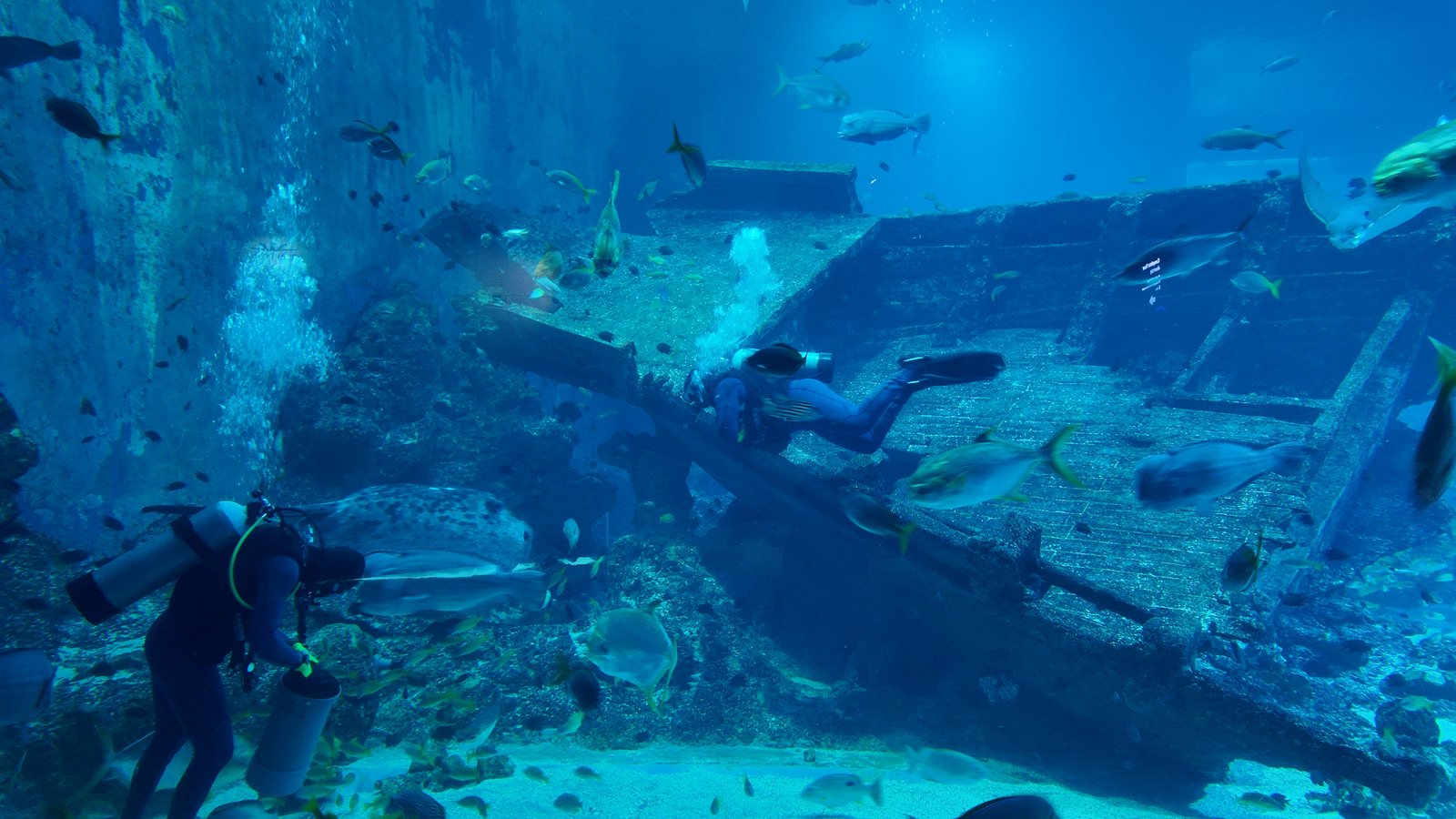 Artificial shipwrecks become thriving underwater neighborhoods, providing shelter and breeding grounds for fish and other marine life.