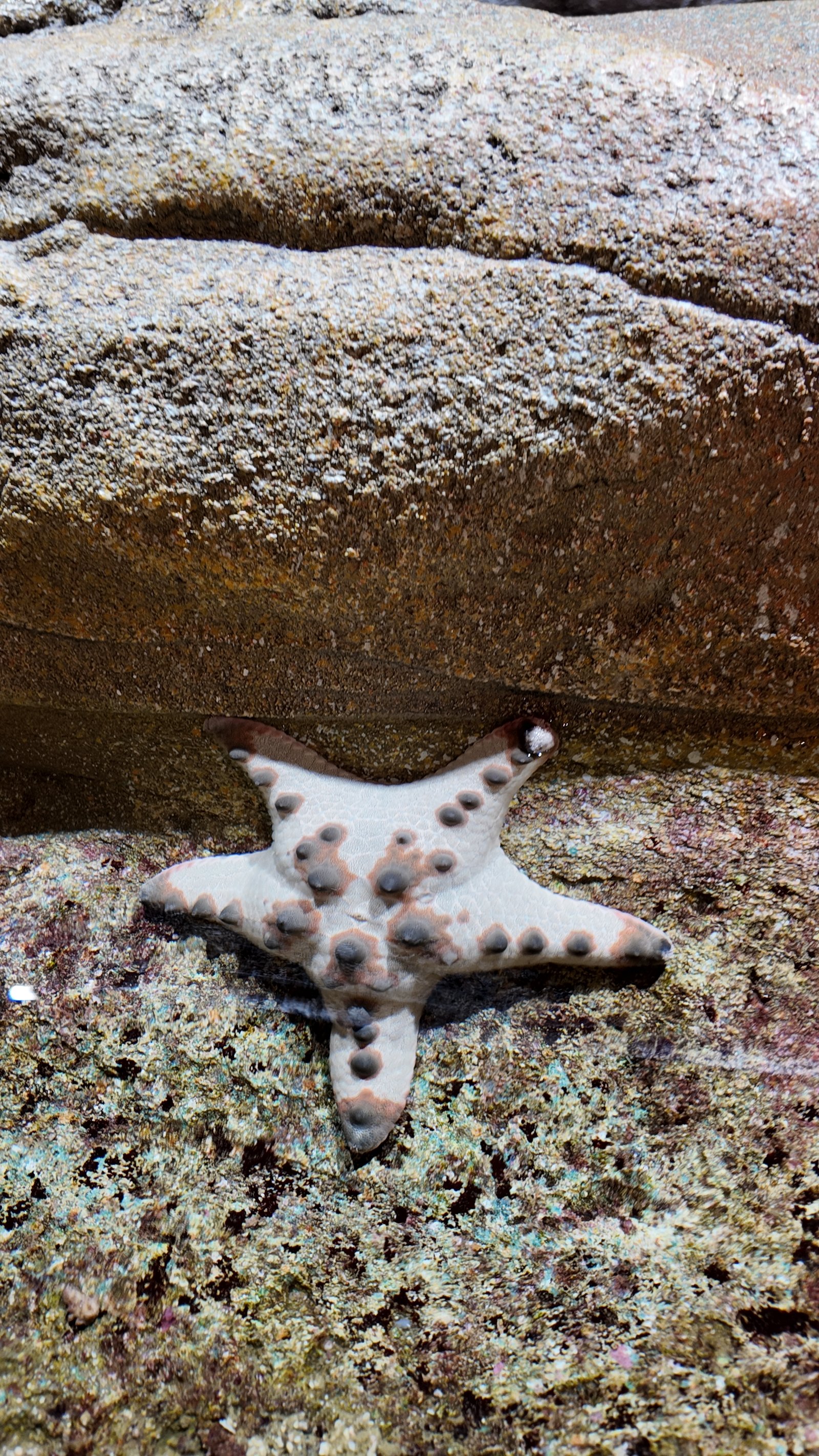 Sea stars can regenerate lost arms and play an important role in keeping marine ecosystems balanced.
