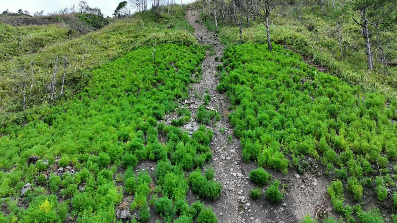 P20M worth of marijuana destroyed in Mountain Province raid