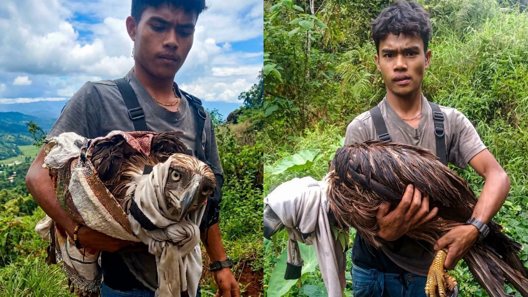 Wounded Philippine Eagle attacked by monkeys