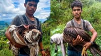 Wounded Philippine Eagle attacked by monkeys
