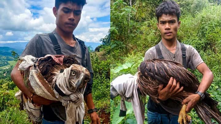 ENVIRONMENTAL responders prepare the rescued Philippine Eagle for transport to a rehabilitation facility following its recovery by a resident in Malaybalay City, Bukidnon. The resident successfully dispersed a horde of aggressive monkeys to save the critically endangered raptor, which was found weak and unable to fly.