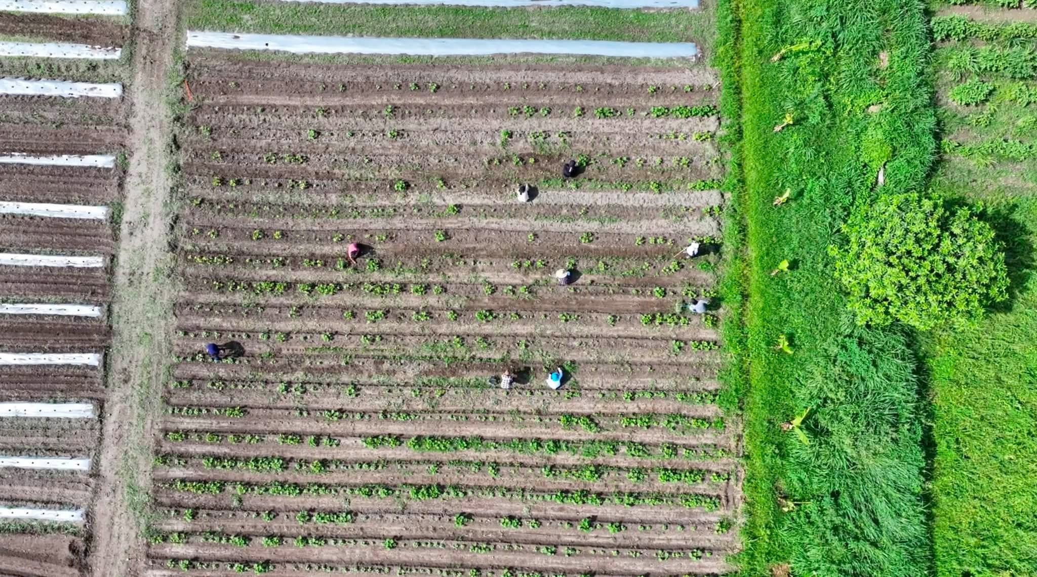 Province eyes development of Clark farmland
