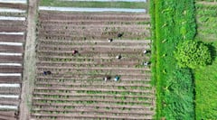 Province eyes development of Clark farmland