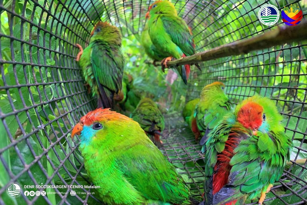 Rescued Philippine hanging parrots return to the wild