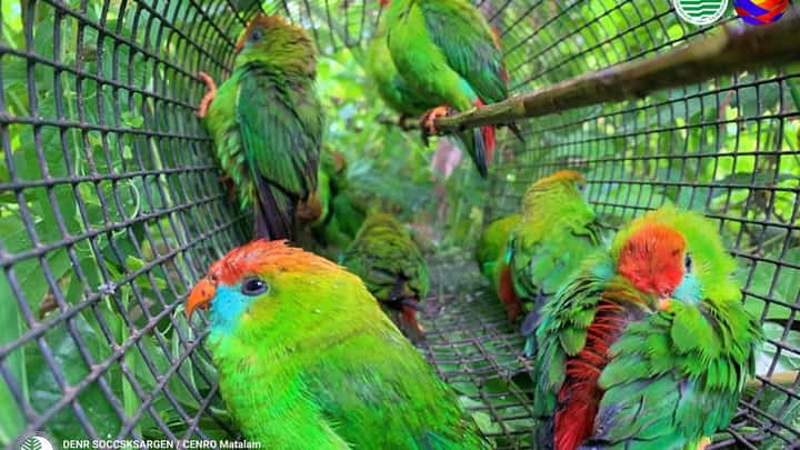 Rescued Philippine hanging parrots return to the wild