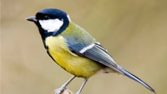 Scientists say great tits may soon go extinct in a warming world