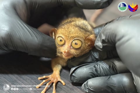 Rescued tarseetos returned to the wild