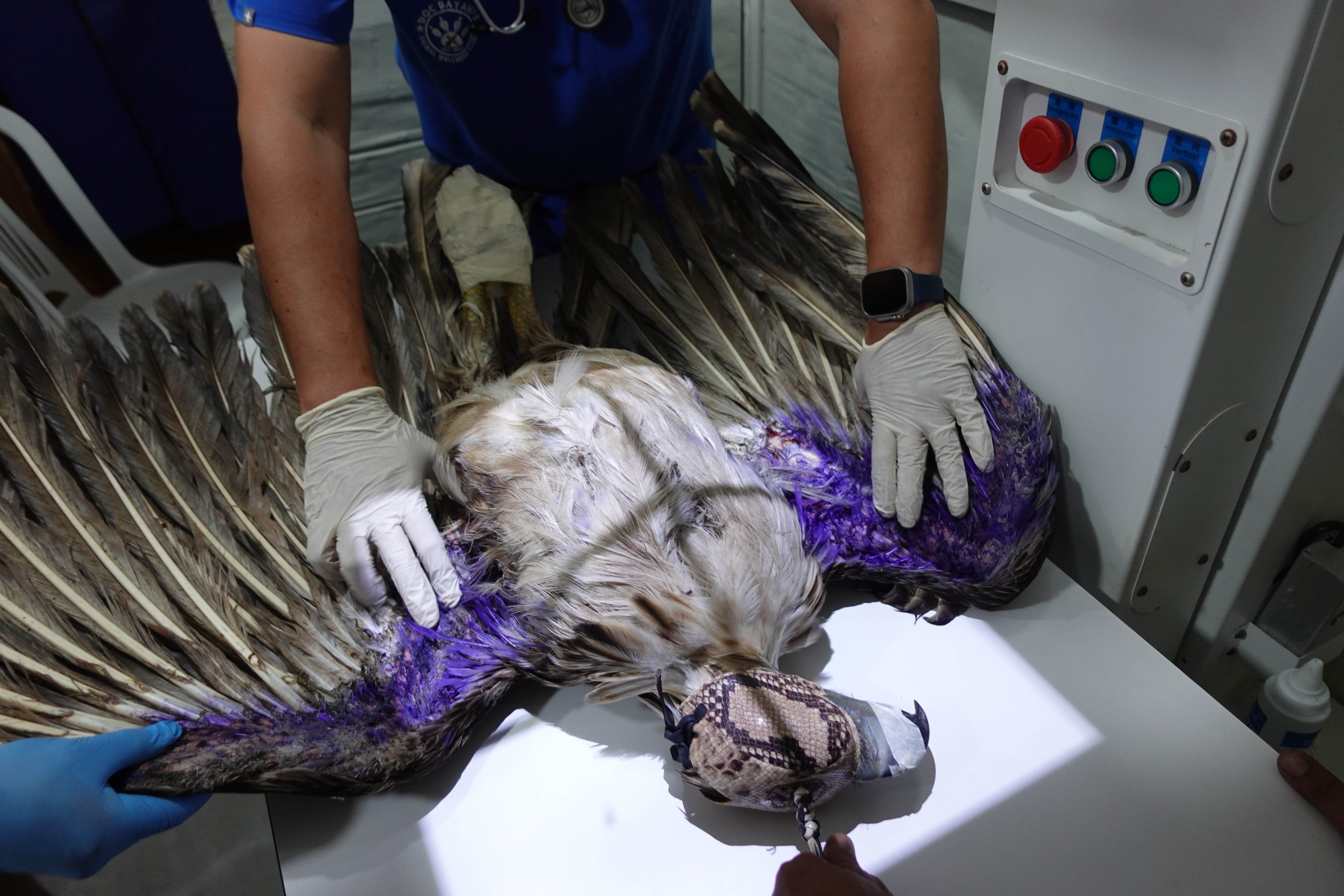 Injured eagle makes rapid recovery