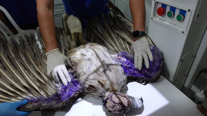 SAVING Sawaga Veterinarians provide medical treatment to the critically endangered Philippine eagle Sawaga Dalwangan at Doc Bayani’s Animal Wellness Clinic in Davao City. The raptor was found on 3 July and initially stabilized at the Provincial Zoo in Malaybalay before being transferred to the clinic for comprehensive diagnostic tests and specialized care.