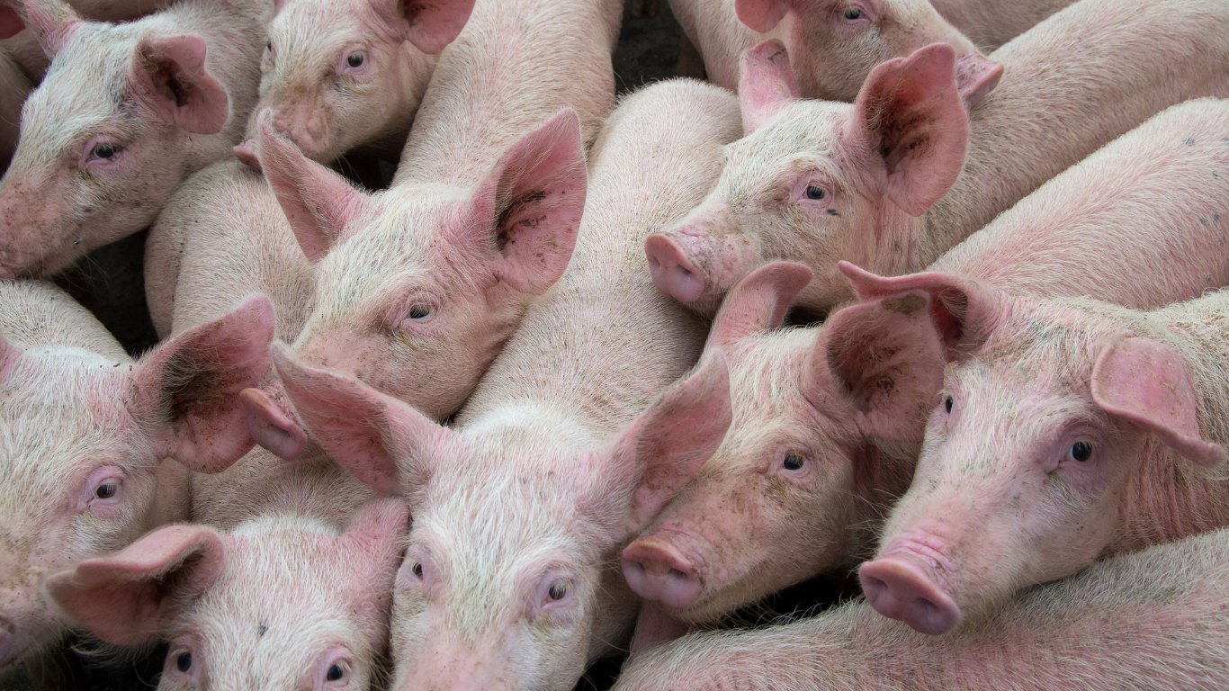 DA-7 intensifies hog industry protection