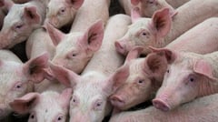 DA-7 intensifies hog industry protection