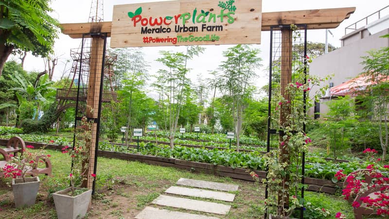 Sustainability in Action: Meralco expands urban farms, plants thousands of trees