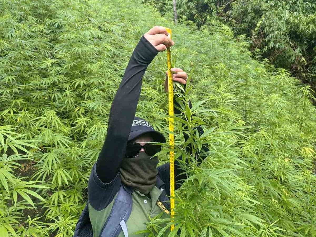 P7.68M in marijuana plants destroyed in Kalinga
