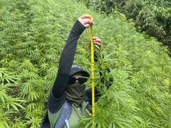 P7.68M in marijuana plants destroyed in Kalinga