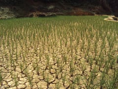 Farmers urged to hold off rice planting as Chico River declines