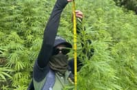 AUTHORITIES uprooted and burned 38,400 fully grown marijuana plants worth an estimated P7.68 million in Barangay Butbut Proper, Tinglayan, Kalinga, as part of an anti-illegal drugs operation.