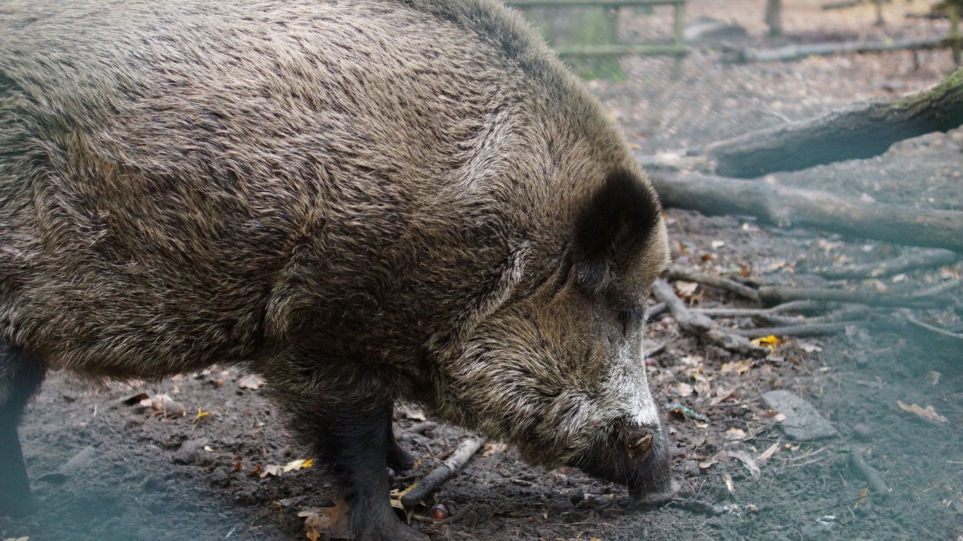42 live hogs intercepted