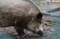42 live hogs intercepted