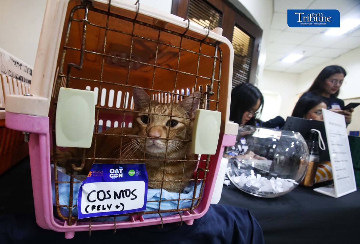 (July 18 2026)  At the event a personnel hold a cat name Cosmos and two other Bazu and Rajan they found them near flower pot and at the trash can those cats is for adoption, during the CATCON 2026 attended by the Veterinarians lawyers,  Animal welfare advocates leaders and caregivers, the event tackled on how compassion and law work together to create safer for communities for both people and cats. The event also showcases rescued cats up for adoption from attending participants, held at the MERALCO head office in Pasig. July 18, 2026. Photo/Analy Labor