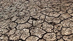 NIA halts rice planting
