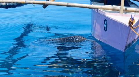 Antique opens whale shark site