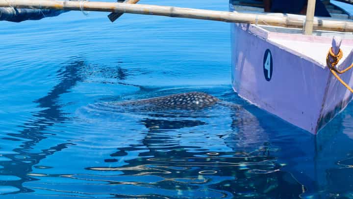 Antique opens whale shark site