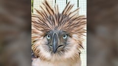 Necropsy debunks monkey attack tale
