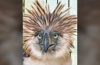 A fallen symbol The Philippine Eagle Foundation mourns the death of Philippine eagle Sawaga-Dalwangan, which died during rehabilitation after showing promising signs of recovery.