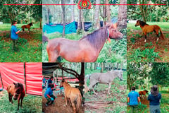 7 horses rescued from horse fighting in Davao Occidental
