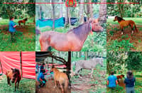 7 horses rescued from horse fighting in Davao Occidental