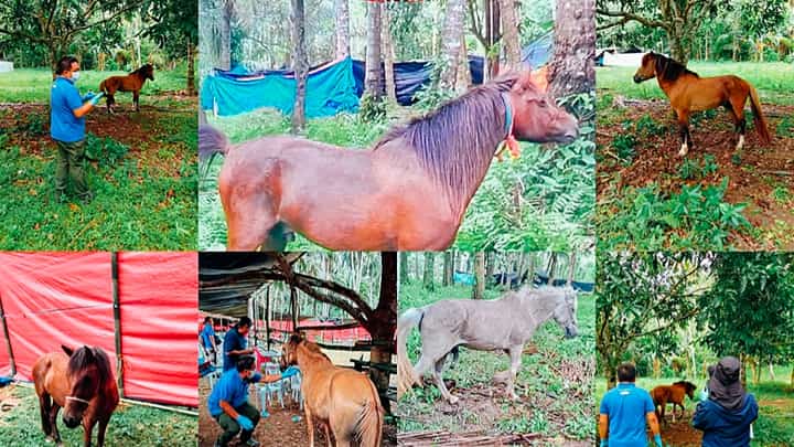 7 horses rescued from horse fighting in Davao Occidental