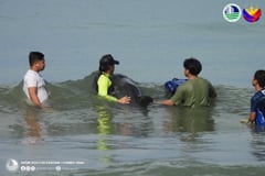 DENR, ecowarriors rescue stranded melon-headed whale in Sarangani
