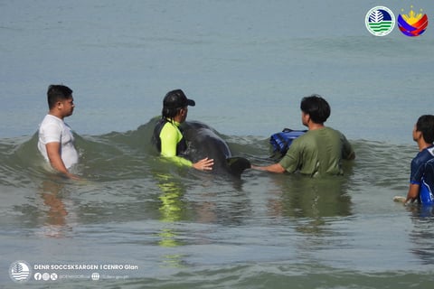 DENR, ecowarriors rescue stranded melon-headed whale in Sarangani