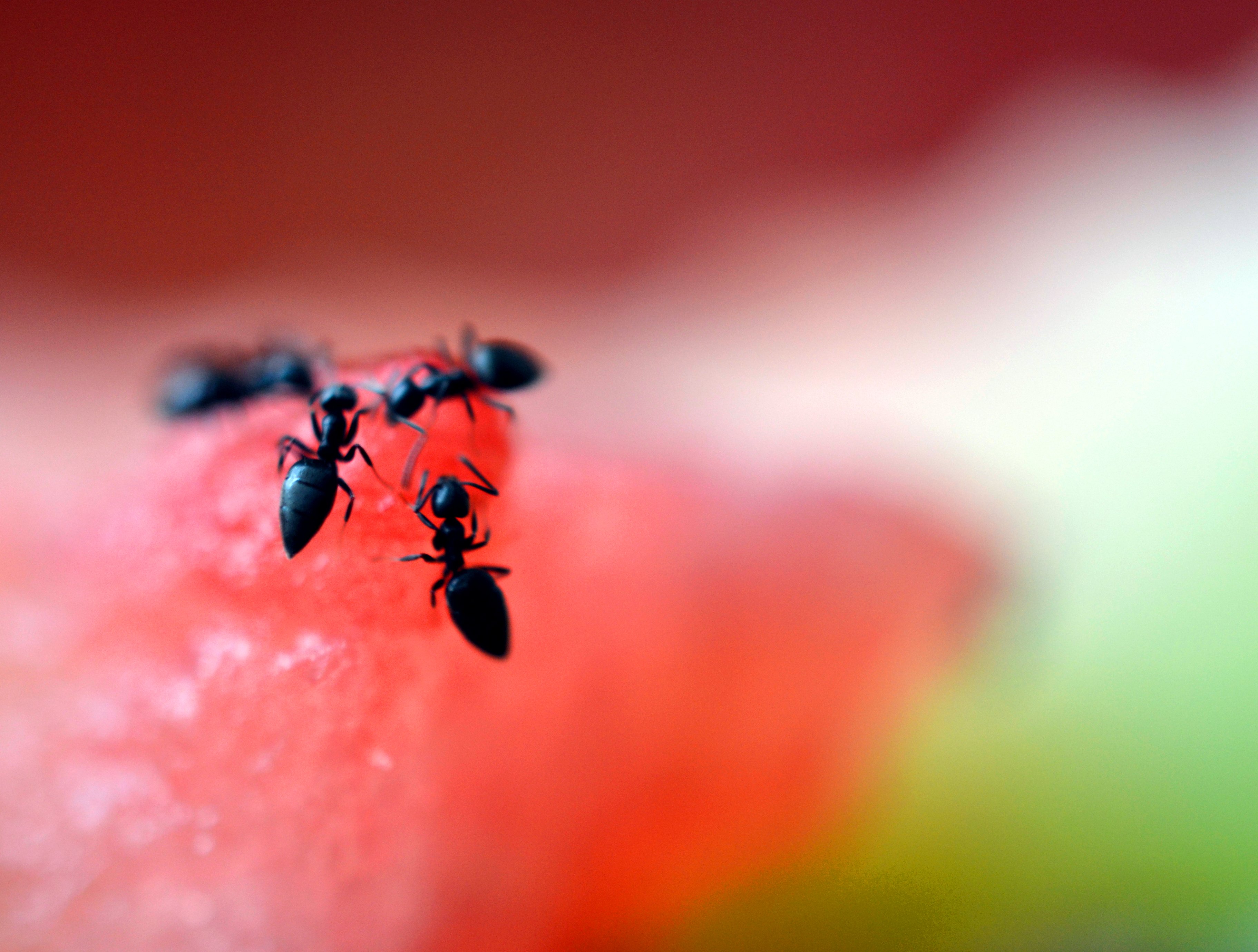 Michelin chef on trial after allegedly serving 49k ants to diners