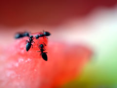 Michelin chef on trial after allegedly serving 49k ants to diners