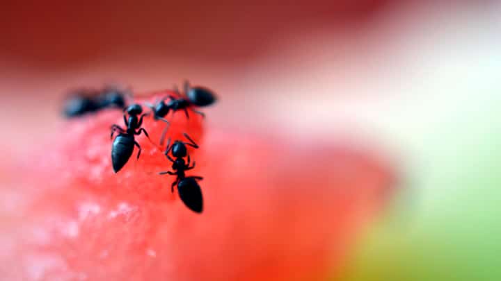 A Michelin two-star chef in South Korea faces a possible one-year jail term and hefty fine after allegedly serving 49,000 imported ants on tasting menus, in a case testing the limits of culinary innovation against strict food safety laws and sparking national debate ahead of a September court ruling.