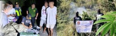 PRO 1 seizes P14.5-M drugs, destroys 40,000 marijuana plants