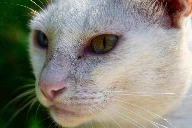 White Cat in Makati