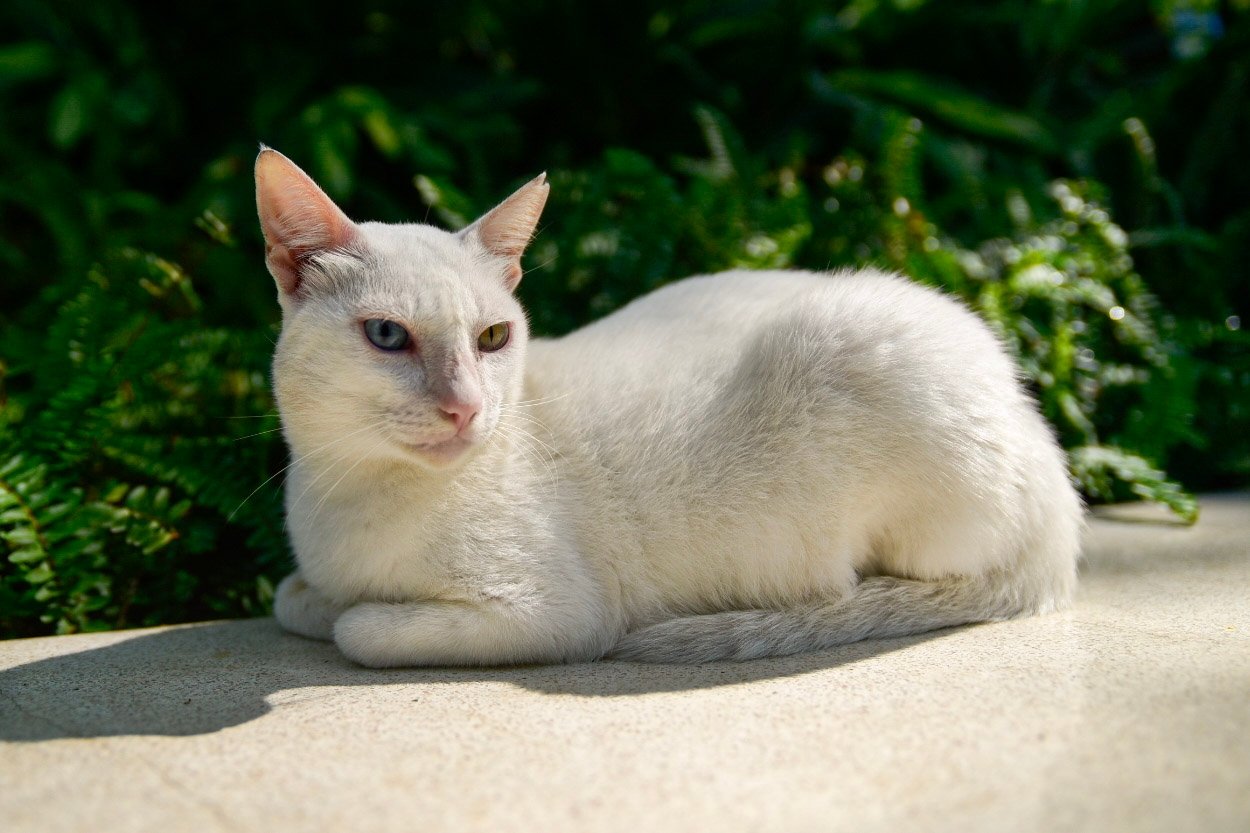 White Cat in Makati