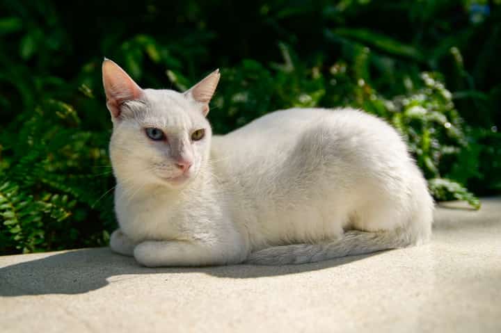 White Cat in Makati