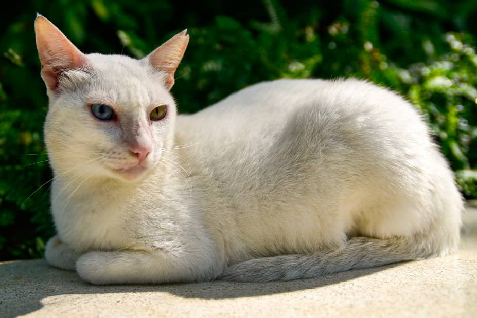 White Cat in Makati